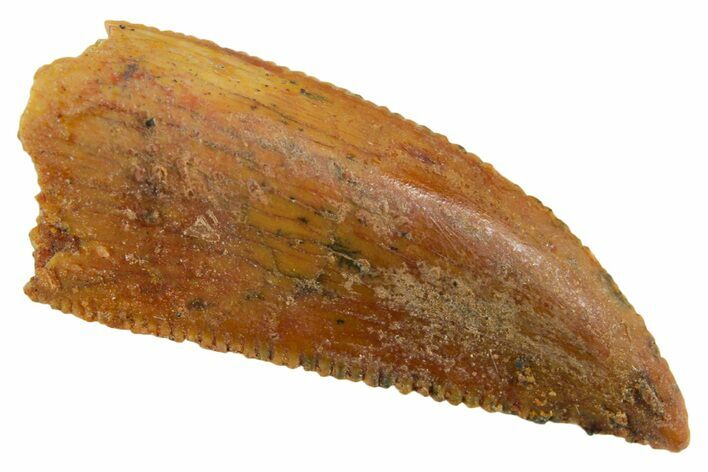 Serrated Raptor Tooth - Real Dinosaur Tooth #355550